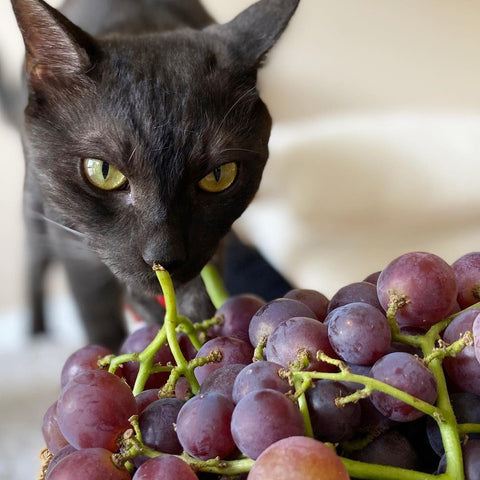 can cats eat grape seed