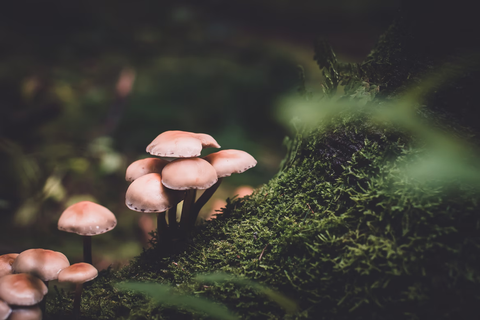 Medium shot of wild mushrooms growing on a moss-covered tree trunk