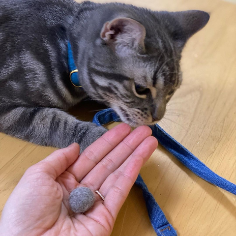 Grey tabby cat wearing a blue harness refusing to look at the hairball their cat parent is holding
