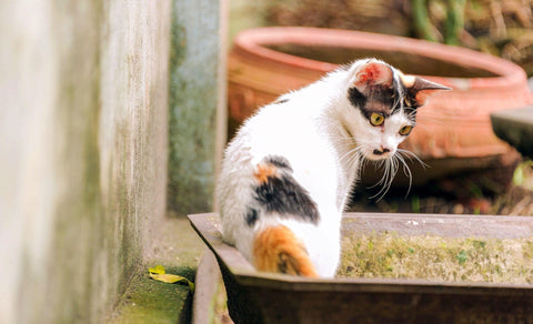 A calico cat in a rusty, mossy vessel outdoors, turning backwards and staring down with a shocked look