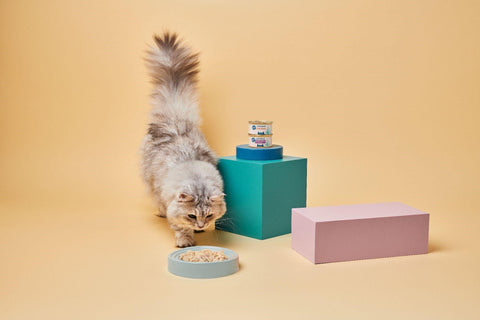 British Longhair curiously looking at a blue dish with Untamed wet food surrounded by food tins and colourful props