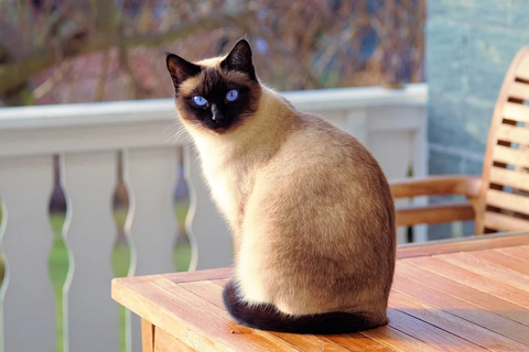 A Siamese cat with their head turned towards the camera while soaking in the sun on a wooden table on the front porch