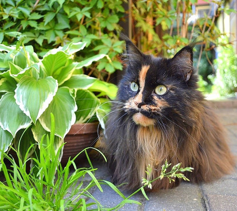 A black and orange Ragdoll laying next to a potted plant on a paved path in a garden