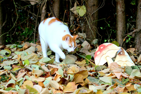 Medium shot of a piebald cat walking through foliage towards two wild mushrooms 