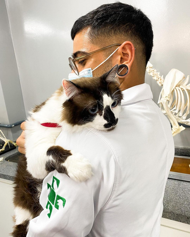 Medium shot of a vet comforting and hugging a large, longhaired, blue-eyed calico cat