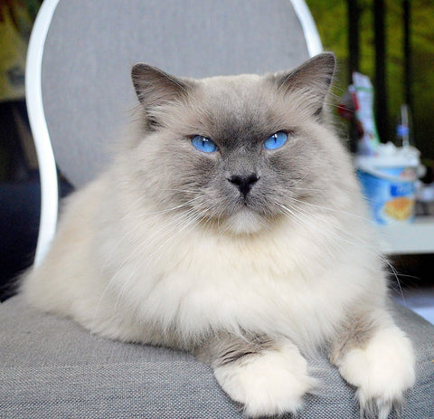 A cream Ragdoll with intensely blue eyes sitting cozily on a grey cushioned chair