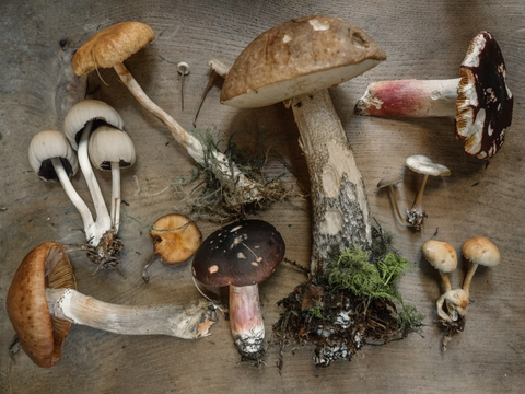 Flat-lay photo of different mushroom species on top of a wooden surface