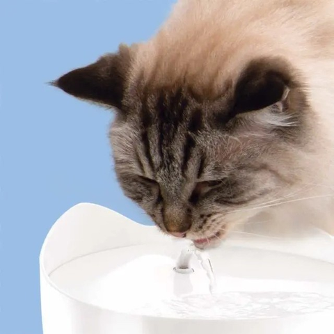 A close-up shot of a Siamese cat drinking from a small water fountain