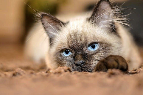 A Siamese cat appearing dejected while lying on their belly on a brown rug