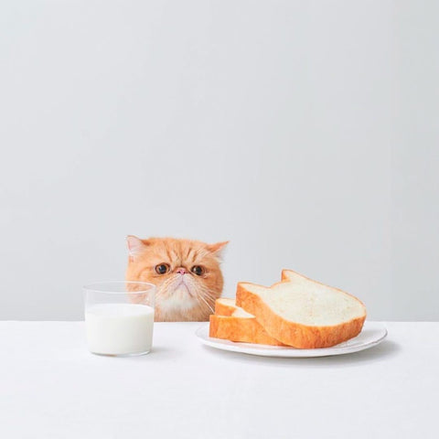 Ginger Exotic Shorthair looking at a plate with two cat-head-shaped slices of bread and a glass of milk