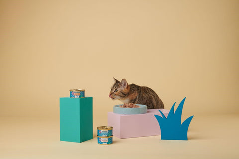 A pleasantly surprised tabby cat leaning over a plate of wet food staring at a can of Untamed on a teal block