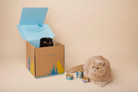 A cream British Shorthair sitting protectively beside Untamed cans while a black Scottish Fold peeps from a carton