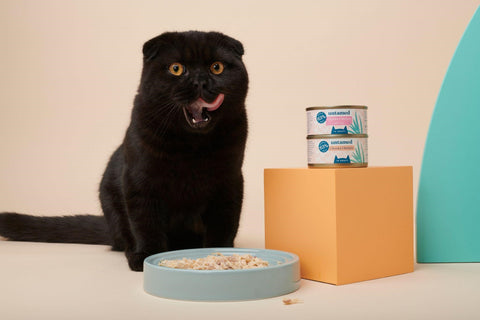 Hungry Scottish Fold with orange eyes and a black coat sitting next to their food dish and two cans of Untamed cat food