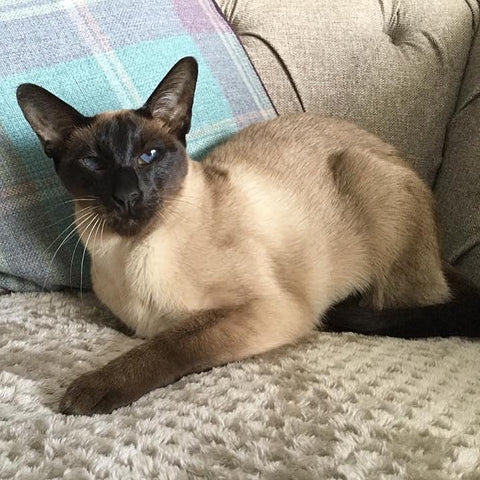 A Siamese cat looking displeased sitting on a grey couch with blue plaid-print cushions