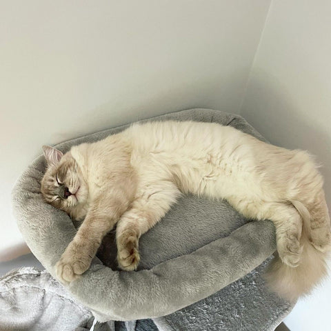 A large cream Ragdoll kitten sleeping on an undersized grey cat tree with their hind legs sticking out