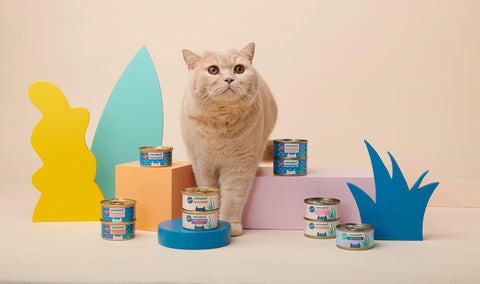A beige British Shorthair standing next to an assorted display of Untamed products in a stylised background