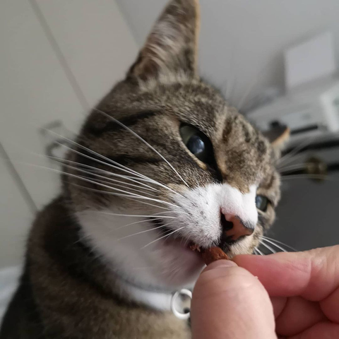 A close-up shot of a tabby-calico mix biting a treat their cat parent is giving them