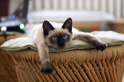 A Siamese cat sprawled out tummy-down on a cushioned bamboo couch, looking bored