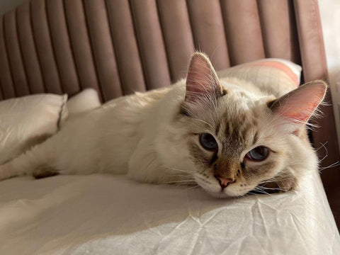 A Ragdoll tabby kitten lying on a white bed tummy down in a room with brown drapes