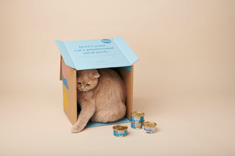 A cream British Shorthair fitting themselves in an overturned carton of Untamed food products