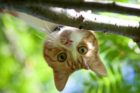 A close-up of a brown and white tabby cat with a surprised face hanging upside down from a branch