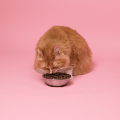 A cinnamon Persian cat in a pink background stooping over a steel bowl of cat biscuits