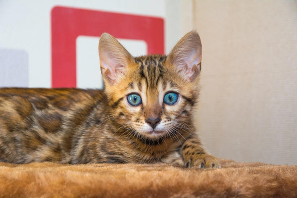 bengal cat compared normal cat