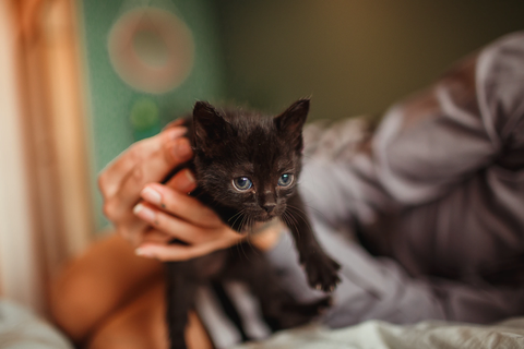 A tiny black kitten with their paws sprawled out being held by a woman against a blurred background