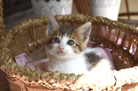 A white and brown tabby kitten sitting on a pink towel in a brown wicker basket