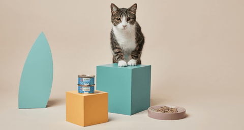 A white and brown tabby cat eagerly leaning over a teal cube and checking out two cans of Untamed wet food