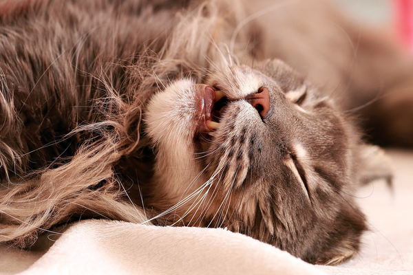 https://cdn.shopify.com/s/files/1/0435/0466/4732/files/maine_coon_grooming_2_600x600.png?v=1651118849