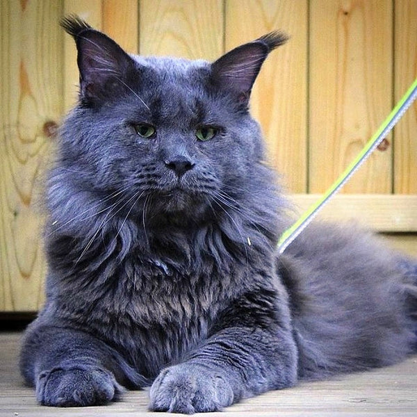 Get to know the spectacular Maine Coon Russian Blue mix!