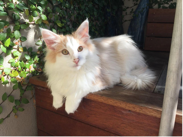 tråd lager Rykke Ragdoll Norwegian Forest cat mix—what to expect