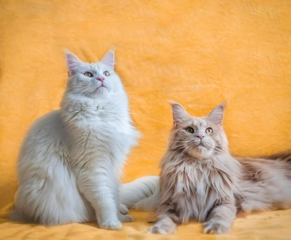 Short-haired Maine Coon—are they the real deal?