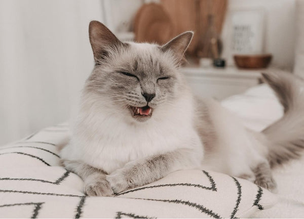 long haired siamese cats seal