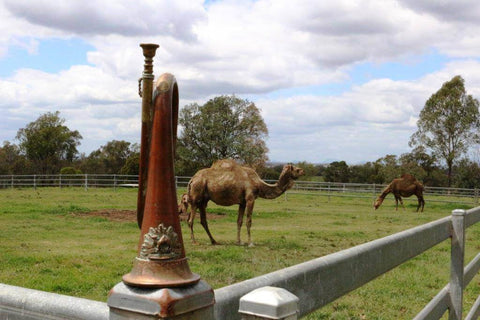 Imperial Camel Corp army bugle