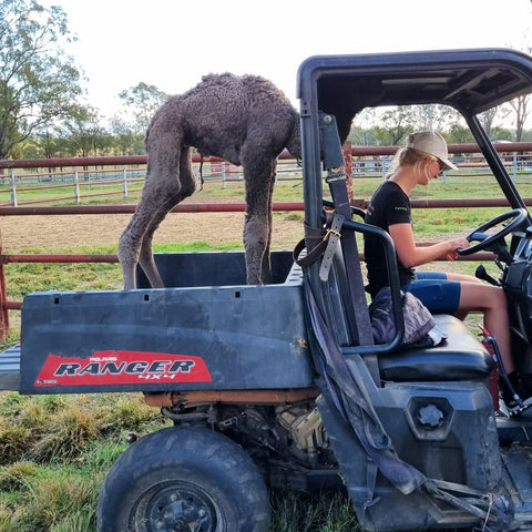 Camel riding in a buggy