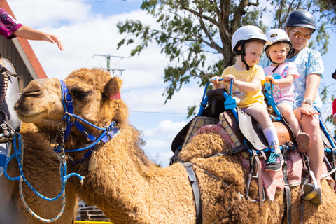 Camel Rides at the Buy from the Bush QLD Festival