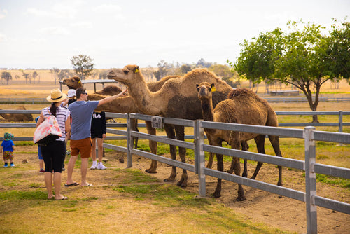 things to do in the Scenic Rim