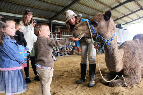 camel farm tours