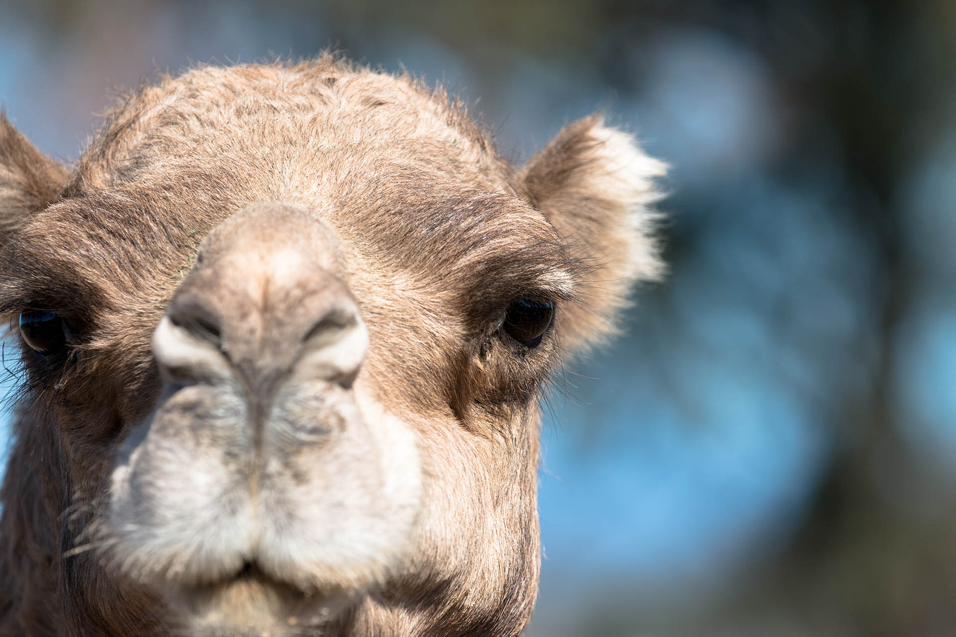 Camel Milk Brisbane