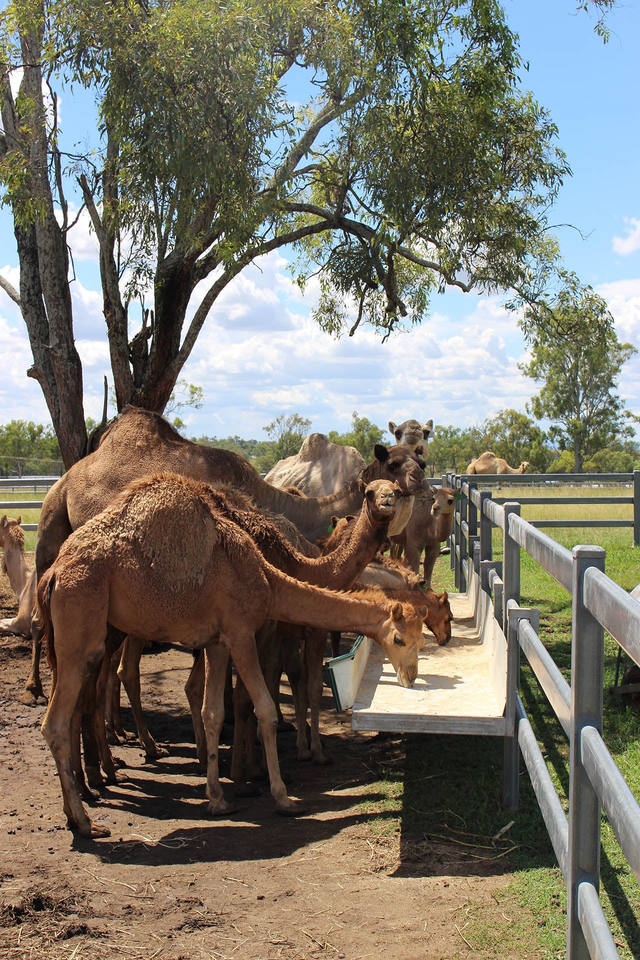 Camel Milk Health Benefits