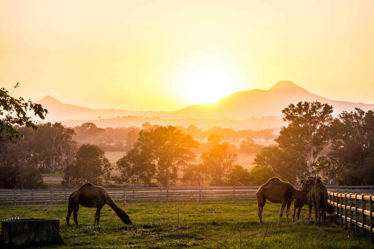 Corporate Retreat in the Scenic Rim