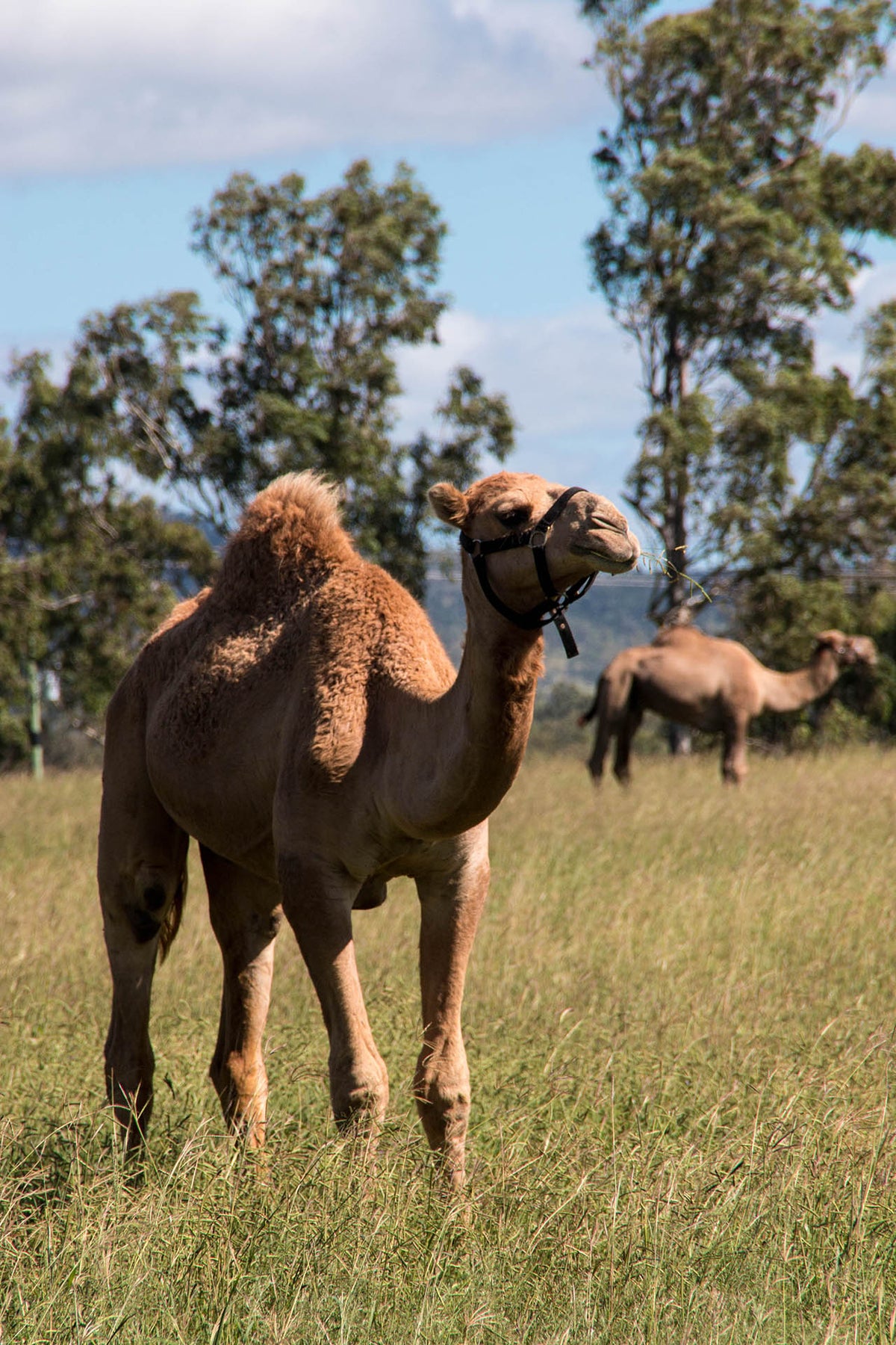 Group Tours of Camel Farm