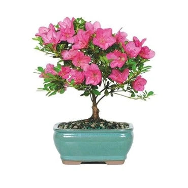 14-best-gifts-for-girlfriend-live-bonsai