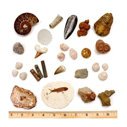 15-geology-gifts-fossil-collection