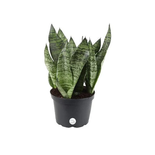 19-eco-friendly-gifts-snake-plant