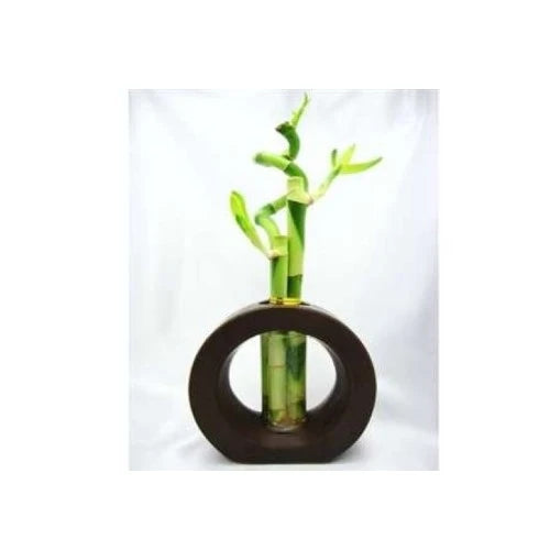 20-parents-gifts-for-wedding-lucky-bamboo