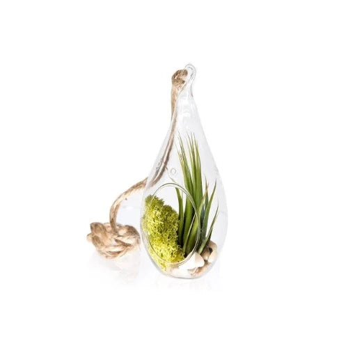 24-parents-gifts-for-wedding-air-plant