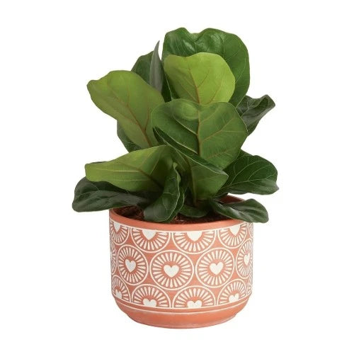 34-mothers-day-gifts-for-grandma-houseplant